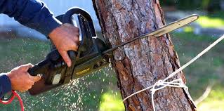 Best Arborist Consultation Services  in Martindale, TX